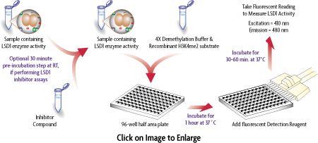 Flow chart of the fluorescent Histone Demethylase Assay for detecting lysine-specific histone demethylase (LSD1) activity