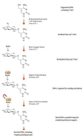 Flow Chart of the Hydroxymethyl Collector Method to enrich for 5-hydroxymethylcytosine DNA using a biotin capture method