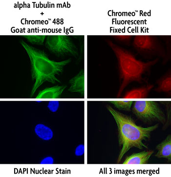 HeLa cells stained using the Chromeo Red Fluorescent Fixed Cell Staining Kit and Chromeo 488 Fluorescent Secondary Antibody