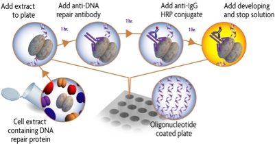 Flow chart of the DNA Repair Protein ELISA method for measuring DNA repair protein activity.