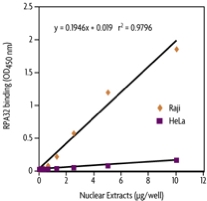 Measurement of RPA32 activity using the RPA DNA Repair Protein ELISA.