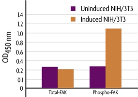 Measurement of phosphorylated FAK (Y397) and total FAK using the FACE FAK Cell Based ELISA (In Cell Western) method.