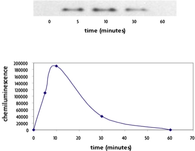 FunctionELISA I&kappa;B&alpha; and Western blot methods used to monitor the induction of I&kappa;B&alpha; phosphorylation