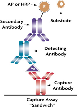 Flow chart of the FunctionELISA method for quantifying signaling proteins.
