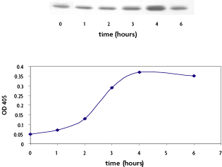 FunctionELISA TRAIL and Western blot methods used to monitor the time course of TRAIL accumulation in TNF-induced Jurkat cells