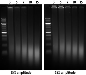 Gels showing the effect of increasing time and amplitude of sonication when preparing sheared chromatin from 3T3 cells