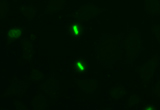Staining of HeLa cells using Histone H3 phospho Ser 28 primary and Chromeo 488 fluorescent secondary antibodies