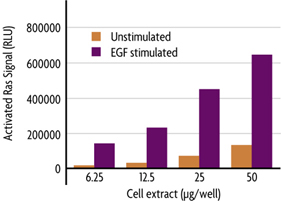 Quantification of activated Ras in stimulated HeLa cells using the Ras GTPase Chemi ELISA Kit