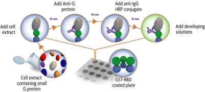 Flow chart of the Ras GTPase Chemi ELISA Kit process