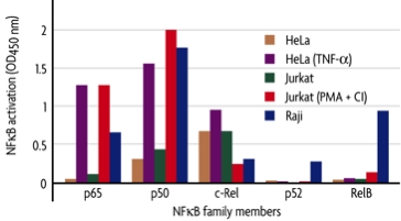 NFkB family profiling of DNA binding activation in various cell lines