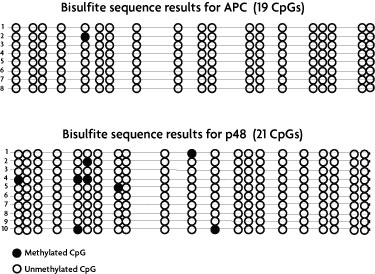 Bisulfite conversion sequence results confirm the ability of the His-CXXC protein to enrich for unmethylated DNA fragments