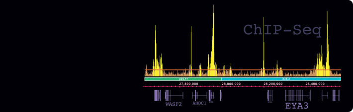 ChIP-Seq Antibodies