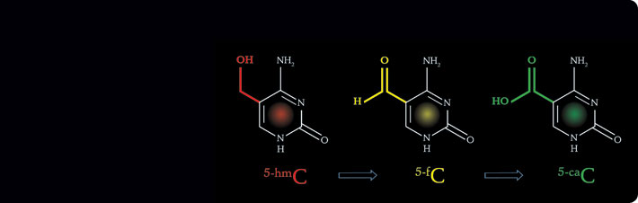 DNA Methylation Antibodies