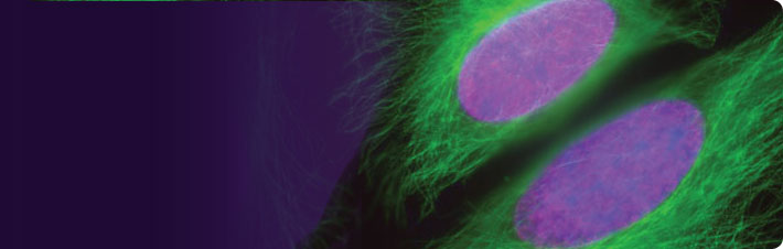 Fluorescent Secondary Antibodies