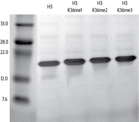 Recombinant Histone H3 monomethyl Lys36 analyzed by SDS-PAGE gel.