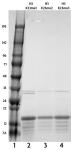 Recombinant Histone H3 dimethyl Lys23 analyzed by SDS-PAGE gel.