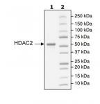 HDAC2 activity assay