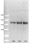 AML-1/Runx1 antibody tested by Western blot.