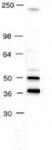 AP-2 pAb tested by Western blot.
