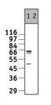 c-Myc antibody (pAb) (65 kDa form) tested by Western blot.
