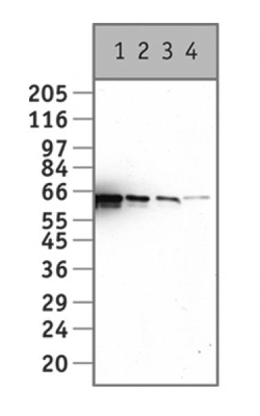 NF-1A antibody tested by Western blot.
