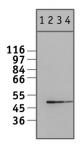 NFkB p50 antibody tested by Western blot.