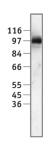Sp1 antibody (pAb) tested by ChIP.