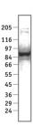 STAT1α pAb tested by Western blot.