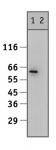 YY1 antibody (pAb) tested by ChIP.