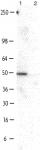 NF-1B2 pAb tested by Western blot.