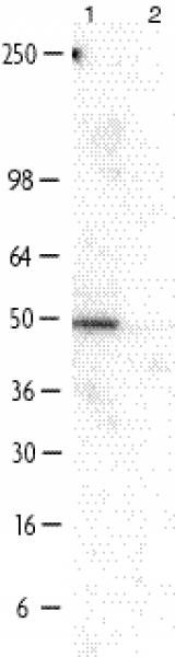 NF-1B2 pAb tested by Western blot.
