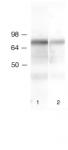 Lamin B1 antibody tested by Western blot.