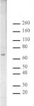 Copine I pAb tested by Western blot.