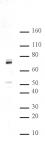 Hbo1 pAb tested by Western blot.