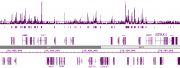 Histone H2B acetyl Lys5 pAb tested by Western blot.