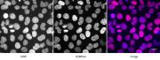 Histone H2B acetyl Lys5 pAb tested by ChIP analysis.