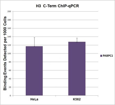 Histone H3, C-terminal antibody tested by Western blot.