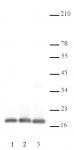 Histone H3, C-terminal antibody tested by Chromatin immunoprecipitation.