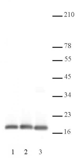 Histone H3, C-terminal antibody tested by Chromatin immunoprecipitation.