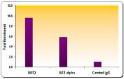 Histone H4 dimethyl Lys20 antibody tested by Western blot.