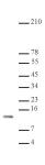 Histone H4 dimethyl Lys20 antibody tested by ChIP.