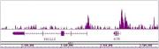 Histone H4 tetra-acetyl pAb tested by Western blot.