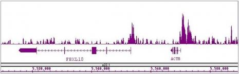 Histone H4 tetra-acetyl pAb tested by Western blot.