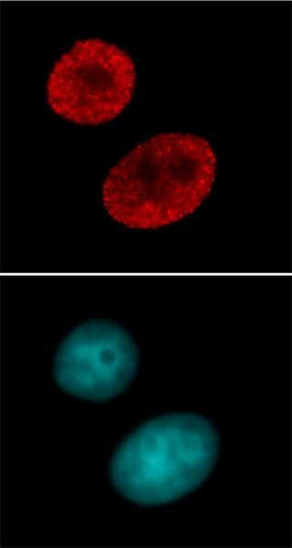Histone H4 tetra-acetyl pAb tested by immunofluorescence.