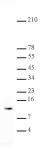 Histone H4 trimethyl Lys20 antibody tested by Western blot.