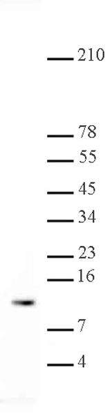 Histone H4 trimethyl Lys20 antibody tested by Western blot.