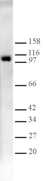 LSD1 antibody (pAb) tested by ChIP-chip.