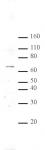 MeCP2 antibody (pAb) tested by Western blot.
