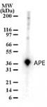 APE pAb tested by Western blot.
