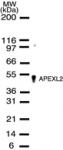 APEXL2 pAb tested by Western blot.